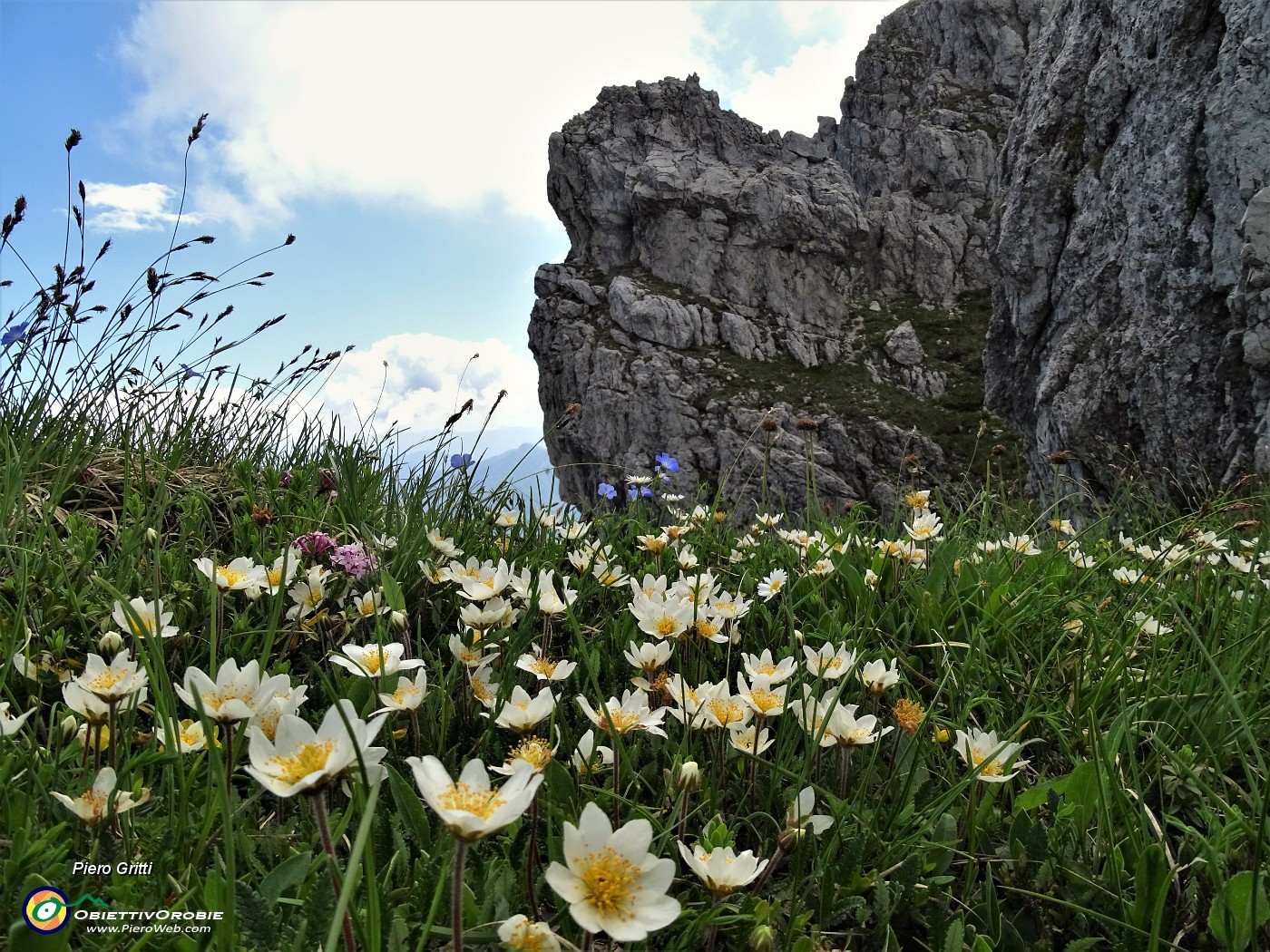 38 Bouquet di  Camedrio alpino (Dryas octopetala)  su tutto il sentiero .JPG